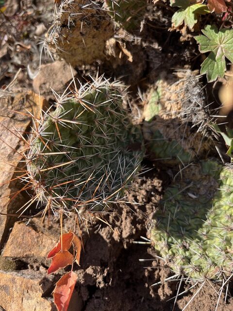 Plains Pricklypear