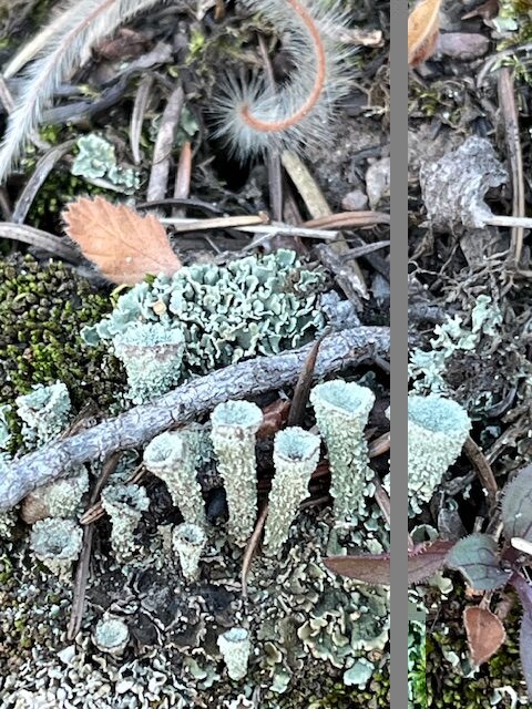 Pixie cup lichens