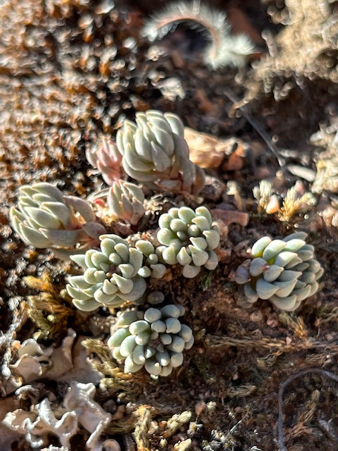 Sedum lanceolatum