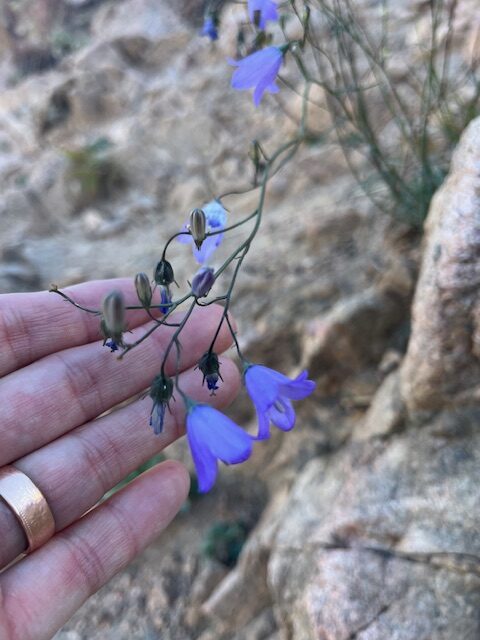 Native Harebell