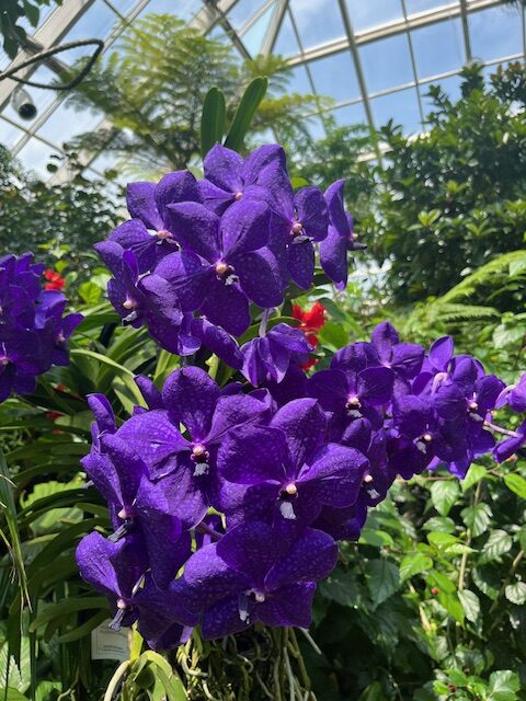Purple orchid