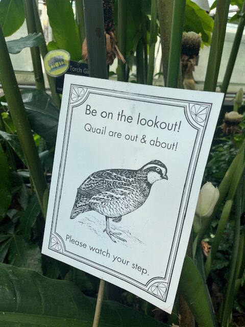 Be on the lookout for quail!