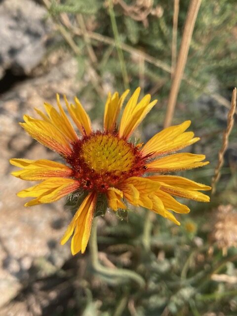 Common Blanketflower