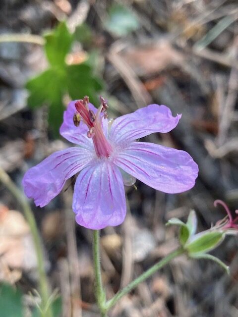 Wild geranium