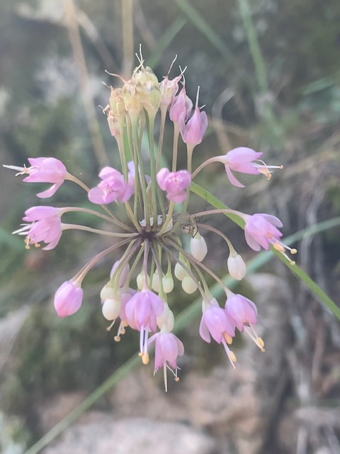 Nodding Onion (Alium)
