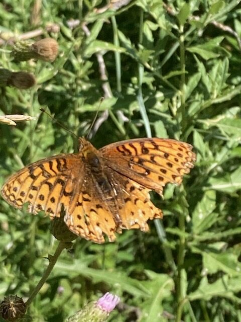 Speyeria (Fritillary) Butterfly