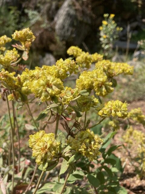 Sulphurflower Buckwheat (Erigonum umbellatum)