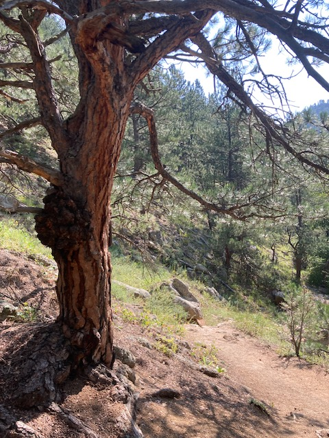 Anne U. White Trail
