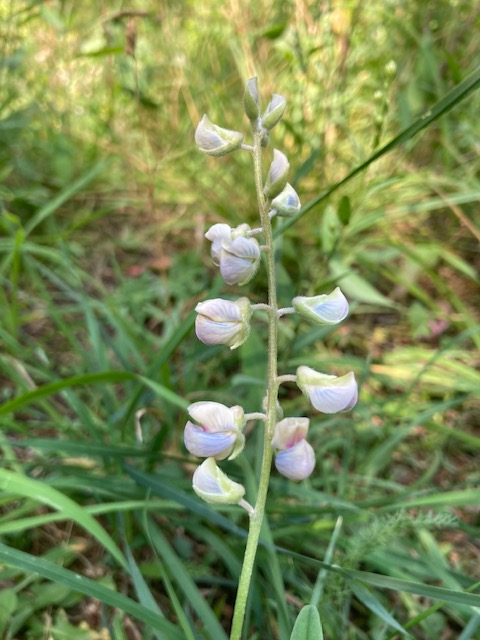Silvery lupin (Lupinus argenteus)