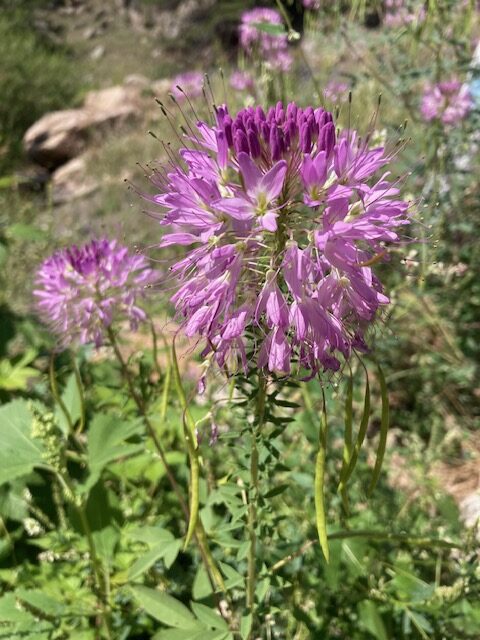 Rocky Mountain Beeplant