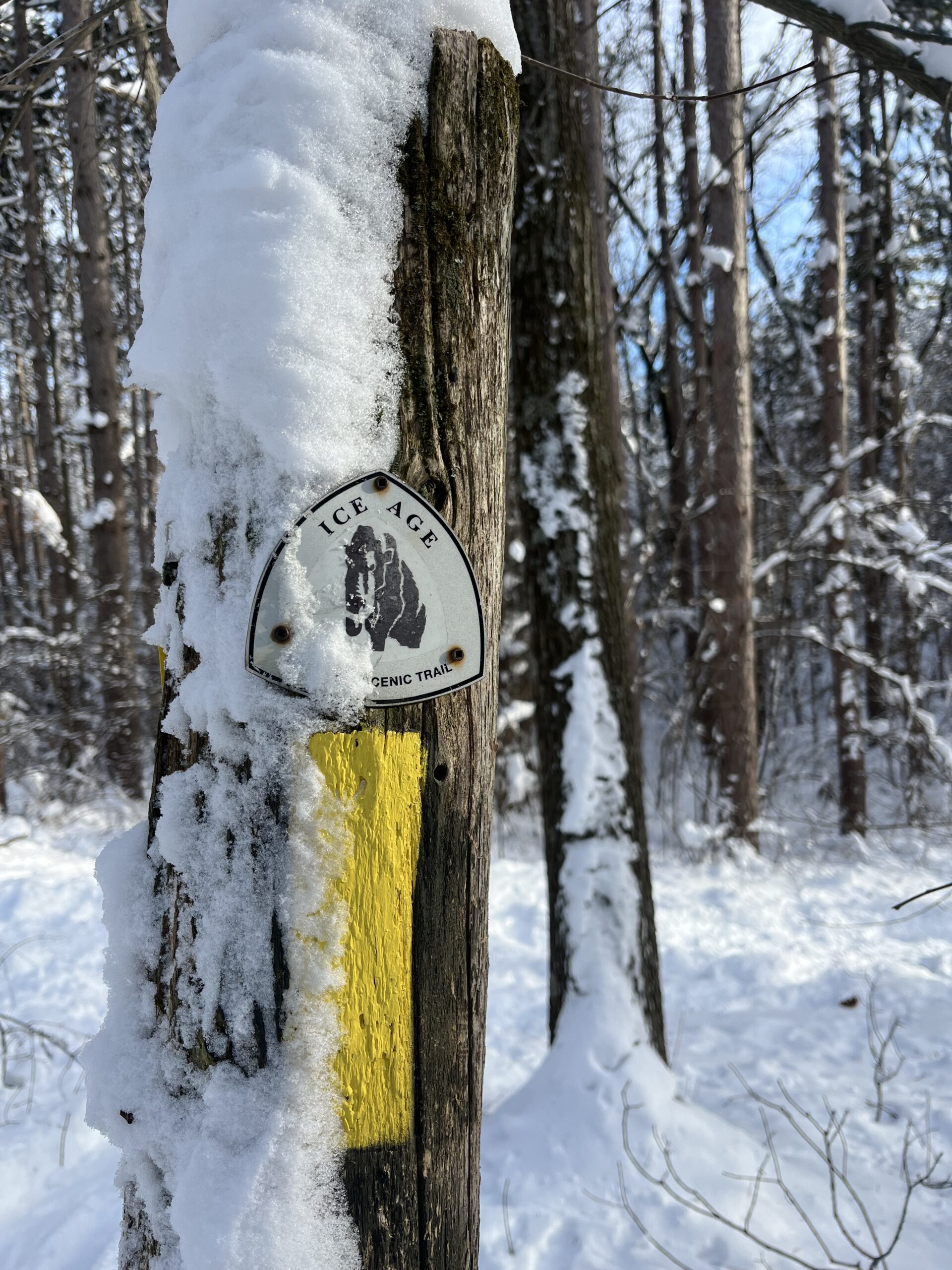 Yellow blaze along the Ice Age Trail