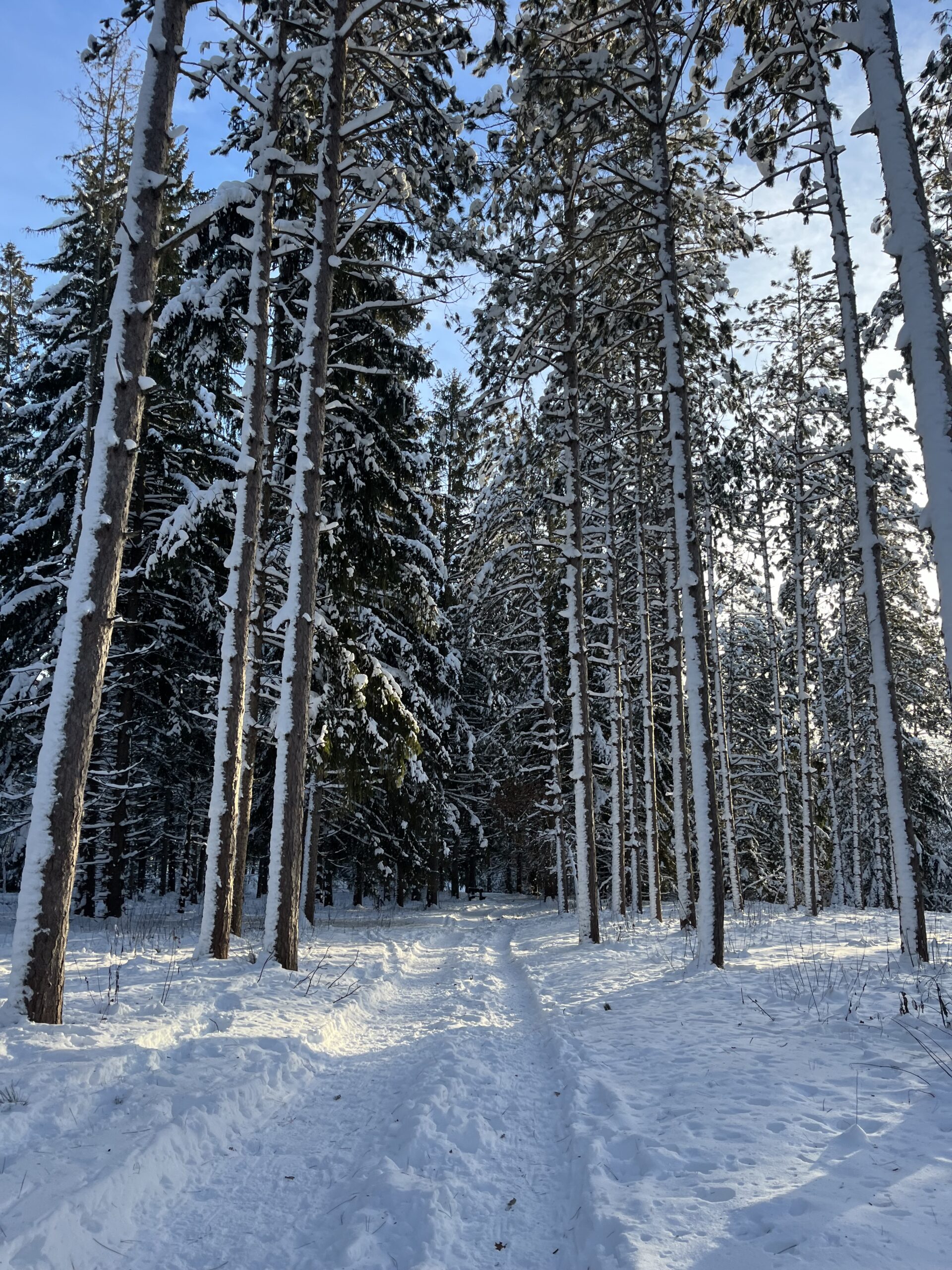 View of the pines, Ice Age Trail, Wisconsin