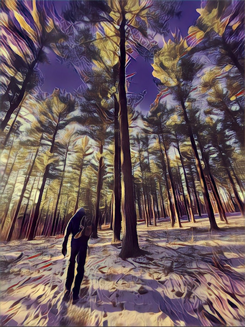 Stoney Ridge pines (edited with Prisma app)