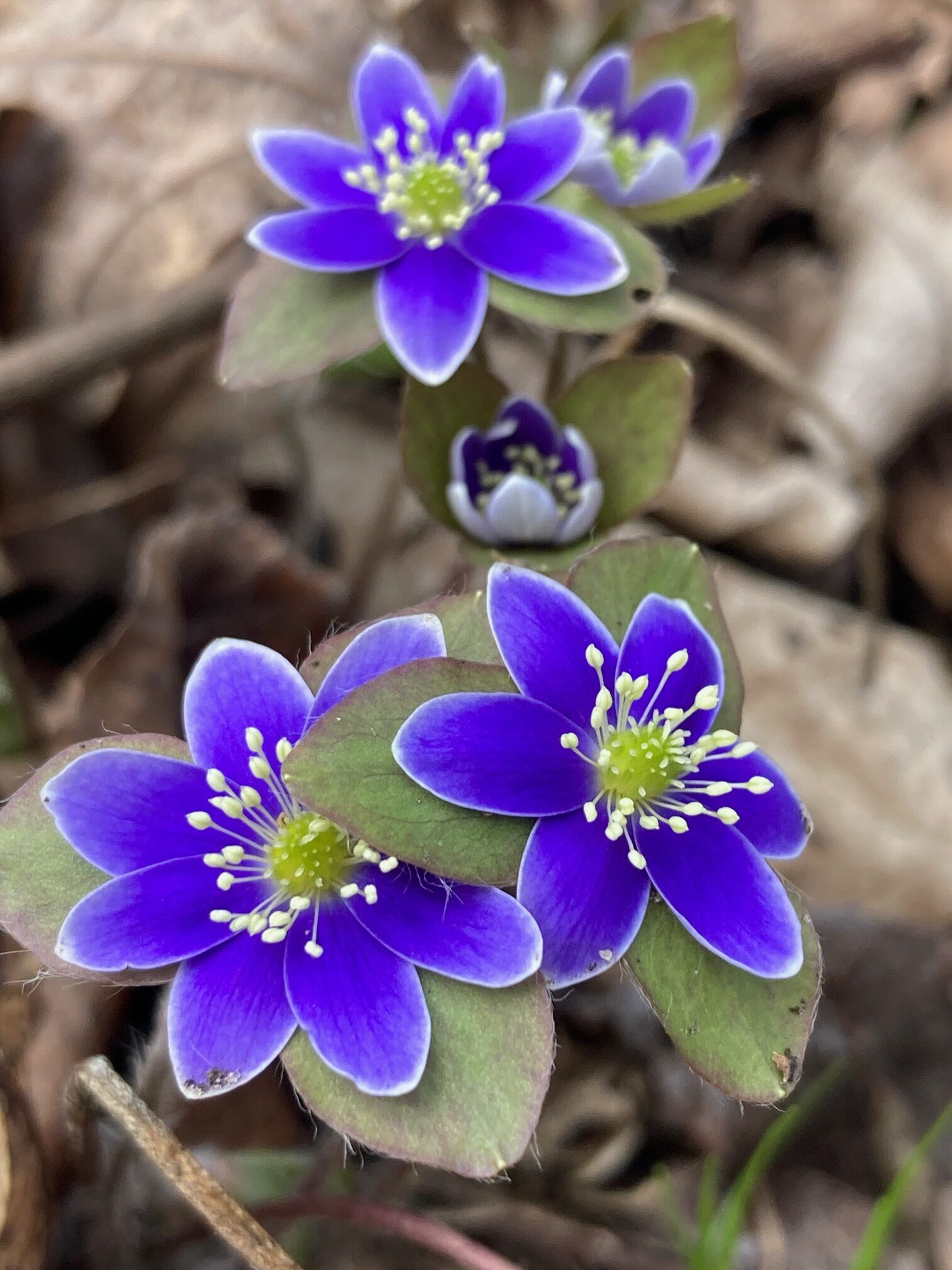 Hepatica, early spring ephemeral