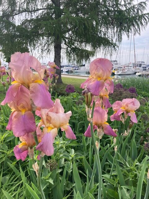 Pale purple iris at entrance to HarborMarket