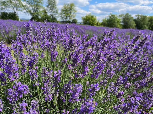 New Life Lavender Farm, Baraboo, WI