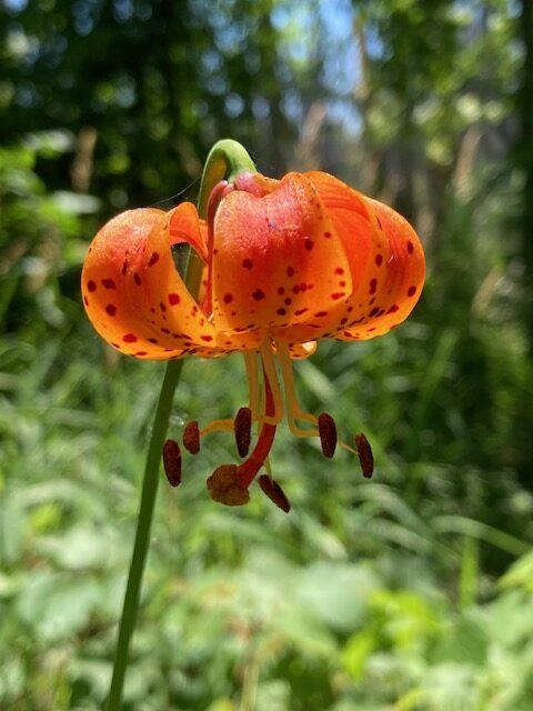Native Michigan Lily, Des Plaines River Trail