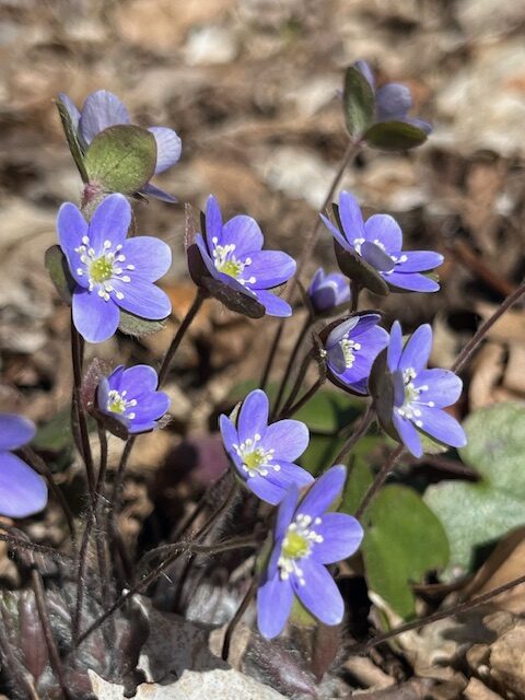 Hepatica, Monches Segment