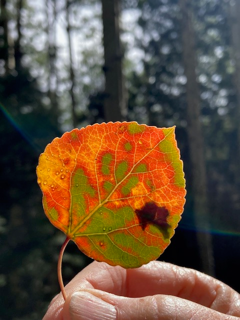 Aspen leaf from the Norski Trail