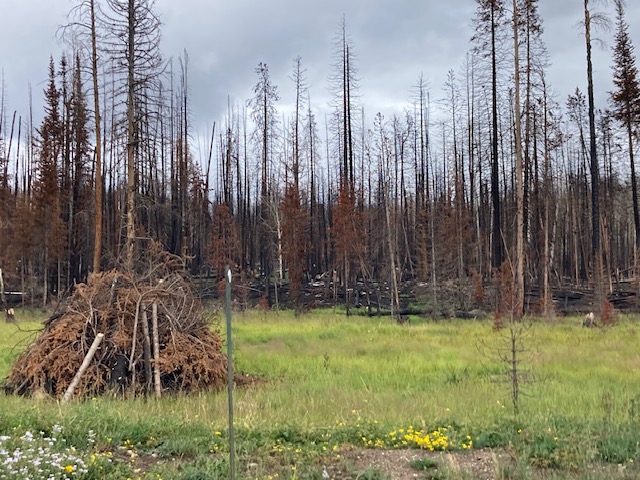 Post-burn landscape, Grand Valley, CO (west end of Rocky Mountain National Park)