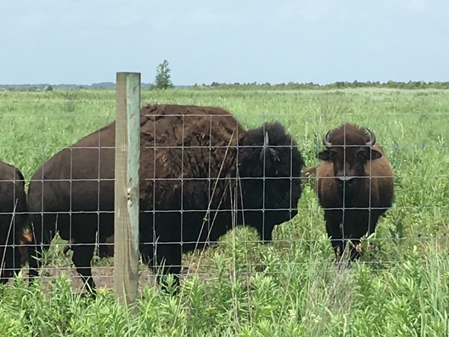 Bison at close range