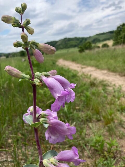 Large-flowered Penstemon (Beardtongue)