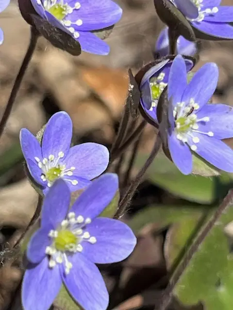 Hepatica