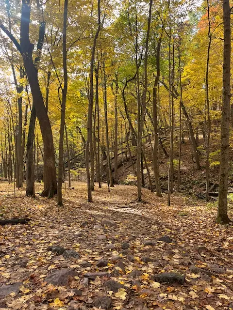 Forested trail at Parfrey's Glen State Natural Area
