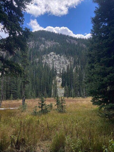 Santa Fe National Forest Aspen Trees