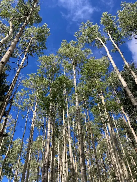 Santa Fe National Forest Aspen Trees